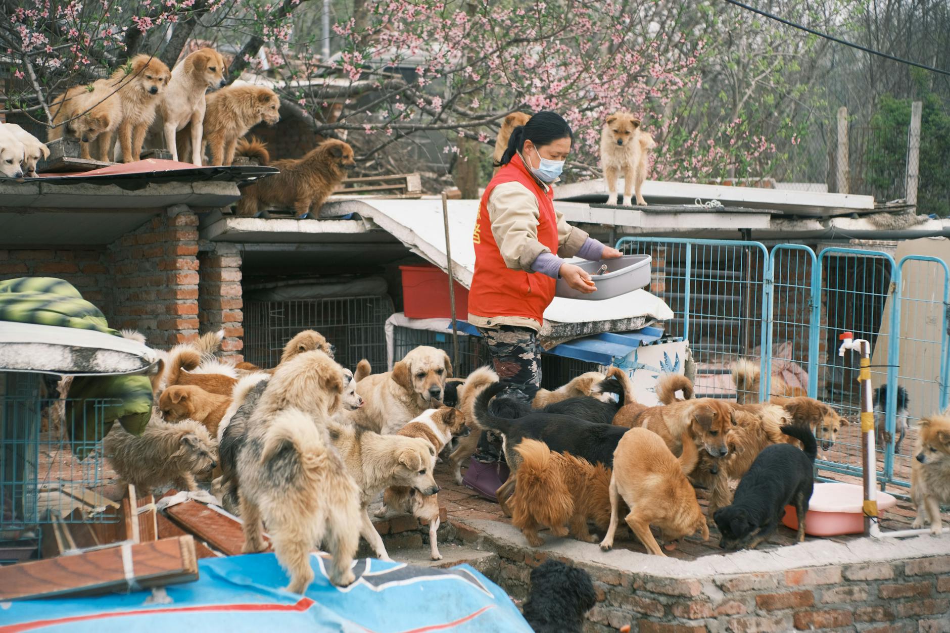 Animal Rescue & Sanctuary — The Culture Atlas
